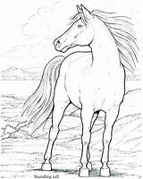 Coloring Horse Pages Head Stallion Spirit Cimarron Print Printable Getcolorings Color Getdrawings sketch template