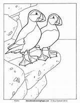 Coloring Puffin Pages Birds Book Colouring Iceland Kids Animal Bird Drawing Printable Dessin Educational Preschool Fun Books Worksheets Coloriage Enfant sketch template