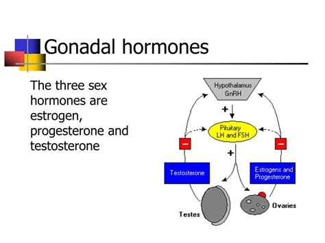 Gonads Hormones