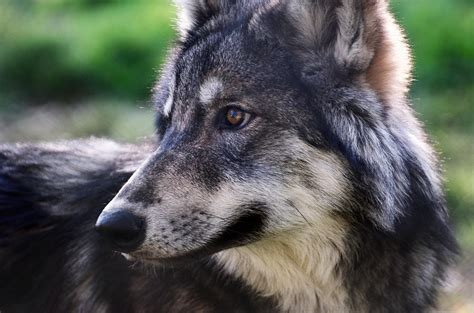 wolf cub   furlined  deviantart