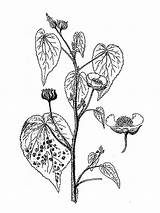 Abutilon Malvaceae Láminas Angiospermas sketch template