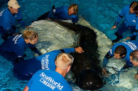 Horrific Injuries Of Seaworld Trainer Killed By Orca From Severed Spine