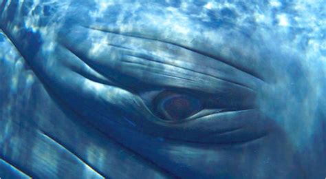 a camera ravenous for the humpback close up the new york times