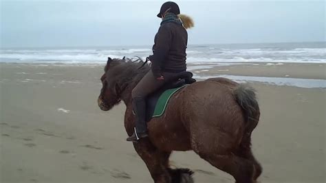 belgische trekpaarden onder het zadel youtube