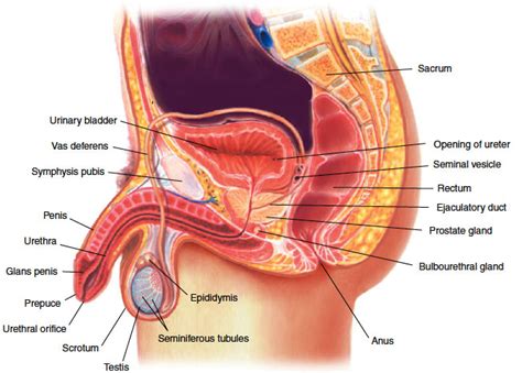 male reproductive system in medical terminology adaptive