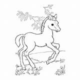 Paarden Leukvoorkids Paard Ze Veulentje Dieren sketch template
