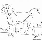 Coloring Dog Realistic Pages Printable Print sketch template