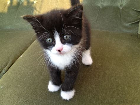 very cute black and white kittens kittens photo 41560051 fanpop