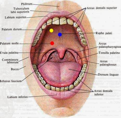 fungsi organ mulut  sistem pencernaan manusia berdasarkan