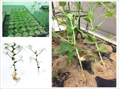 stress resistance molecular plant breeding eth zurich