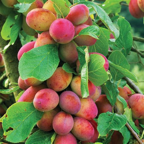 plums fruits pictures