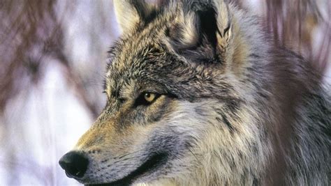 grey wolf desktop nexus howling  justice