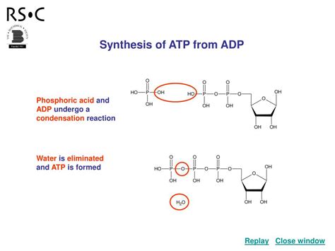 synthesis  atp  adp powerpoint