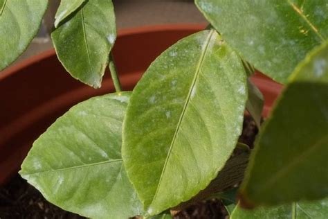 White Spots On Leaves The Top 5 Reasons And Solutions Garden For Indoor