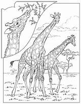 Giraffe Ausmalbilder Giraffen Ausmalen Animaatjes Malvorlagen Tiere sketch template