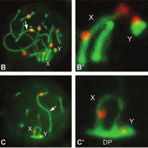 Dapi Stained Chromosomes In A Tef Spermatocyte At Metaphase Of Meiosis