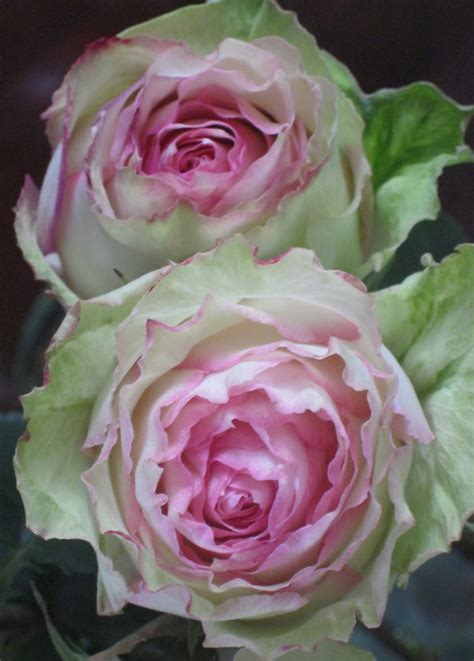 beautiful pink  green roses