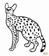 Serval Colorir Supercoloring Margay Wildcat Selvagem Drawings Designlooter Savannah Kratts sketch template