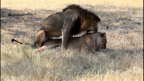 lions in africa having hard sex youtube