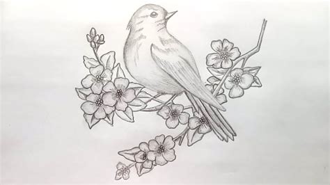 draw  bird  pencil sketchstep  stepeasy draw youtube