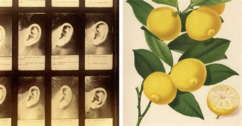 unlocking secrets of sour flavors with something found in your ears