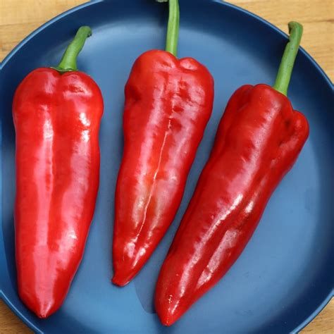 buy sweet pepper  capsicum annuum long red marconi sweet pepper