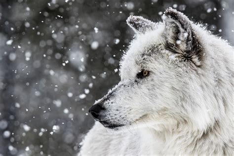 white wolf  winter