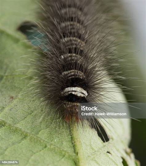 Black And White Hairy Caterpillar With Strange Mouth Parts Asia Stock