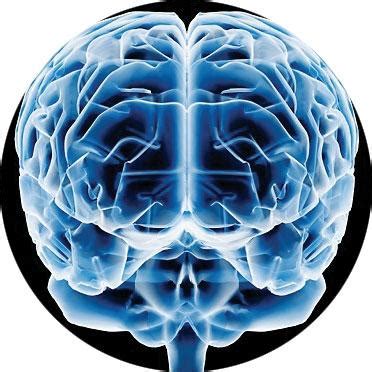 hechos fascinantes del cerebro humano conocer ciencia