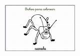 Bichos Fichas Insectos Cucaracha Cucarachas Escuelaenlanube Viven sketch template