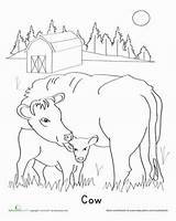 Calf Coloring Cow Cows Animals Pages Preschool Animal Farm Worksheets Drawing Printable Kindergarten Color Education Calves Worksheet Lessons Book Choose sketch template