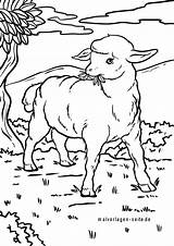 Schafe Schaf Malvorlagen Ausmalbilder Ausmalbild Ausmalen Kostenlos Bauernhof sketch template
