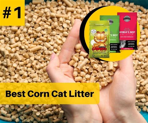 Best Corn Cat Litter Cat Litter Best Cat Litter Cat Care Tips
