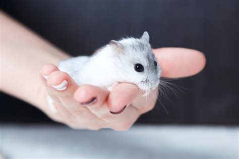 chinese dwarf hamster care pet ponder