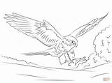 Falcon Peregrino Wanderfalke Halcon Peregrine Slechtvalk Halcón Falco Kleurplaat Ptaki Kolorowanki Falcons Wędrowny Kolorowanka Pellegrino Kleurplaten Ausdrucken Polskie Druku Polsce sketch template