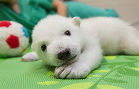 time lapse video  adorable baby polar bear growing     days