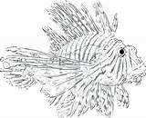 Lionfish Coloring Getdrawings Getcolorings Printable Print Color sketch template