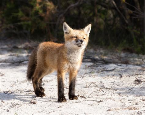 red fox kit on fire island photograph by june jacobsen