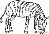 Zebra Cebra Zebre Disegni Colorare Zebras Pastando Ausmalbilder Dieren Tekeningen Cebras Bre Animali Mammiferi Links sketch template