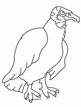 Vulture Coloring Pages Drawing Bird Turkey Color Printable Getdrawings Getcolorings Print sketch template