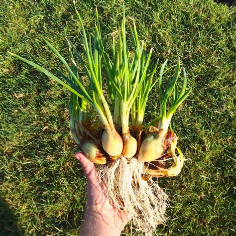 potato onion allium cepa var aggregatum  cultivariable growing