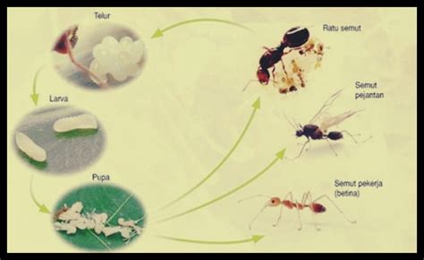 berkembang biak semut rangrang