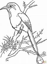 Torogoz Momoto Nicaragua Aves Supercoloring Quetzal Pajaro Pájaro Facil Getdrawings Patrios sketch template