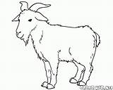 Owce Kozy Kolorowanki Wypas Kóz sketch template