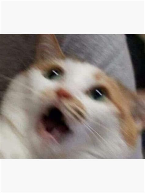 screaming cat meme template