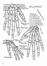 Printable Physiology Hands Books Dover Getdrawings Kids Colouring Beat sketch template