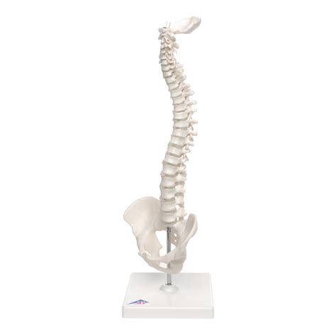 anatomical mini human spinal column model flexible on base