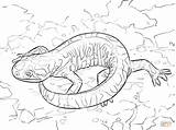 Salamander Waldtiere Woodland Barred Ausmalen sketch template