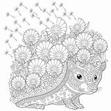 Zentangle Mindful Igel Hedgehog Frühlingsblumen Färben Illustrationen sketch template