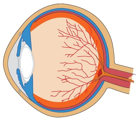 premium vector human eye anatomy